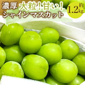 【ふるさと納税】＜2024年先行予約＞農園直送！濃厚シャインマスカット 約1.2kg※クール便配送 ふるさと納税 おすすめ ランキング シャインマスカット 笛吹市 国産 人気 期間限定 ぶどう ブドウ 葡萄 旬 果物 フルーツ 山梨県 送料無料 109-001