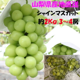 楽天市場 ふるさと納税 シャインマスカット 2kgの通販