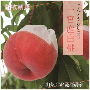 yӂ邳Ɣ[Łzy2026Ns\z {YyĂƂނ̉z1.8kgiJj ӂ邳Ɣ[   Js Y lC Ԍ ʕ t[c { R  157-007