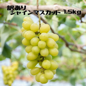 yӂ邳Ɣ[Łz25Ny2026Ns\zyƒpɁzJsYw󂠂VC}XJbgx1.5kg ӂ邳Ɣ[ VC}XJbg Js Y lC Ԍ Ԃǂ uh