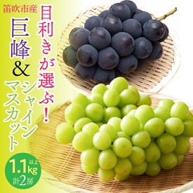 【ふるさと納税】【2026年発送★先行予約】 目利きが選ぶ！笛吹産巨峰・シャインマスカット　1.1kg以上（各1房 計2房入り） ふるさと納税 笛吹市 国産 人気 期間限定 旬 果物 フルーツ 山梨県 送料無料 168-102