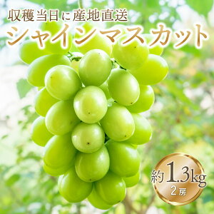 yӂ邳Ɣ[Łz25Ny2026Ns\zS̃N[֔@nɎYn@VC}XJbg 1.3kg (2[) ӂ邳Ɣ[ lC  LO Y lC Ԍ