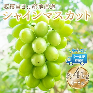 yӂ邳Ɣ[Łz25Ny2026Ns\zS̃N[֔@nɎYn@VC}XJbg 4kg (6`7[) ӂ邳Ɣ[ lC  LO Y lC Ԍ