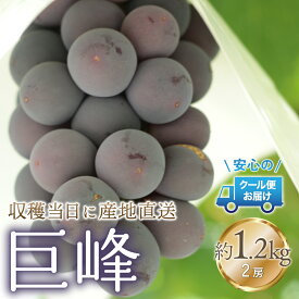 【ふるさと納税】＜2024年先行予約＞クール便発送　巨峰 1.2kg (2房) ふるさと納税 人気 おすすめ ランキング 巨峰 国産 人気 期間限定 ぶどう ブドウ 葡萄 旬 果物 フルーツ 山梨県 笛吹市 送料無料 179-021