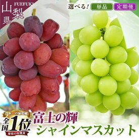 【ふるさと納税】【2026年発送★先行予約】 選べるフルーツ定期便 単品 「シャインマスカット・富士の輝」1回or2回 (沖縄・離島配送不可)期間限定 シャインマスカット ぶどう 人気 贈答 ギフト 中元 お盆 旬 果物 山梨県 笛吹市 リピート 高評価 送料無料 180-011/001/012