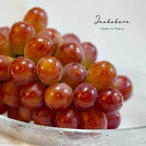 yӂ邳Ɣ[Łzy2026Ns\zInakakara 󏭂ȑ嗱Tj[h`F[i1.1~1.2kgj ӂ邳Ɣ[  LO Tj[h`F 嗱 Js Y lC Ԍ Ԃǂ u