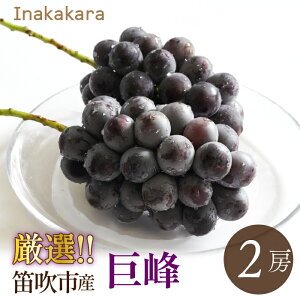 yӂ邳Ɣ[Łzy2026Ns\z2[(1~1.2kg) ӂ邳Ɣ[  LO  Js Y lC Ԍ Ԃǂ uhE  { ʕ t[c R  192-028