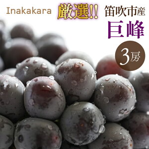 yӂ邳Ɣ[Łzy2026Ns\zInakakaraII3[(1.5~1.8kg) ӂ邳Ɣ[  LO  Js Y lC Ԍ Ԃǂ uhE  { ʕ t[c R 