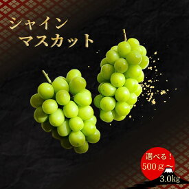 【ふるさと納税】＜25年発送＞【2026年発送★先行予約】笛吹市産厳選シャインマスカット 【選べる容量500gから】 フルーツ大国！山梨県笛吹市より産地直送 ふるさと納税 おすすめ ランキング 笛吹市 国産 ブドウ 葡萄 旬 果物 山梨県 送料無料 209-003 OUTTA REACH JAPAN