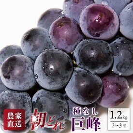 【ふるさと納税】 ＜25年発送先行予約＞ 巨峰 2〜3房 約1.2kg 154-026 | フルーツ 果物 高評価 人気 ランキング おすすめ 甘い 美味しい デザート 数量限定 送料無料 山梨県産 笛吹市 ぶどう 「販売」 KEIPE株式会社