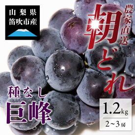 【ふるさと納税】 ＜2024年 先行予約＞本場 山梨 巨峰 ぶどう 2～3房 約1.2kg 山梨県 笛吹市 高評価 ※冷蔵発送(2024年8月中旬から順次発送予定) 産地直送 ランキング ご家庭用 ギフト プレゼント フルーツ 154-026