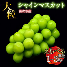 【ふるさと納税】＜25年先行予約＞ 笛吹市産 大粒シャインマスカット 選べる数量 【1.0kg~3.0kg】 ふるさと納税 ぶどう シャインマスカット 笛吹市 国産 人気 期間限定 8月 9月 10月 新鮮 甘い 大きい 果物 くだもの フルーツ 旬 採れたて 種無し 山梨県 送料無料 227-001
