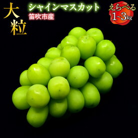 【ふるさと納税】＜25年先行予約＞ 笛吹市産 大粒シャインマスカット 選べる数量 【1.0kg~3.0kg】 ふるさと納税 ぶどう シャインマスカット 笛吹市 国産 人気 期間限定 8月 9月 10月 新鮮 甘い 大きい 果物 くだもの フルーツ 旬 採れたて 種無し 山梨県 送料無料 227-001