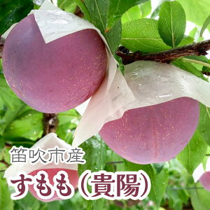 �y�ӂ邳�Ɣ[�Łz�y2026�N��������s�\��z������(�M�z)��7�`9��(���v1.5kg���x) �ӂ邳�Ɣ[�� �������� �����L���O �M�z ������ �X���� �J���s ���Y �l�C ���Ԍ��� �ʕ� �t���[�c �{ �Â� �_�� 