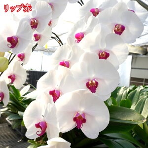 yӂ邳Ɣ[ŁzӒ  yIׂFE{Eppz Ӓ Mtg j JXj 傫    234-001
