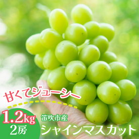 【ふるさと納税】【2026年発送★先行予約】笛吹市産 シャインマスカット 1.2kg以上（2房） ふるさと納税 ぶどう シャインマスカット 笛吹市 国産 人気 期間限定 果物 フルーツ 旬 山梨県 送料無料 241-001