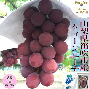 �y�ӂ邳�Ɣ[�Łz�y2026�N��������s�\��z�J���s�Y �N�B�[���j�[�i 1�[�@�����@�Αq�t�@�[�� �ӂ邳�Ɣ[�� �Ԃǂ� �V���C���}�X�J�b�g �N�B�[���j�[�i �J���s ���Y �l�C ���Ԍ��� �ʕ� �t