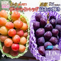 楽天市場】サンシャインレッドの通販