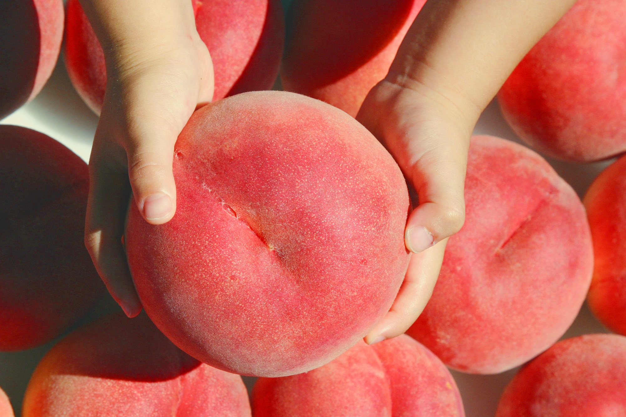 日本一の産地 山梨県笛吹市から美味しい桃をお届けします ふるさと納税 大人気 桃 約2.0kg 約4～8玉入り笛吹市産 産地直送 フルーツもも 価格 在庫処分 山梨県産