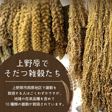 【ふるさと納税】雑穀ヘルシーもちきびもちあわほもろこし(高きび)アマランサスもち麦セットさいはら雑穀5種セット母の日プレゼント送料無料