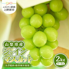 【ふるさと納税】 【2024年先行予約】シャインマスカット 山梨県産 1kg～2kg 数量限定 ぶどう ブドウ 葡萄 フルーツ 果物 くだもの マスカット 化学肥料不使用 除草剤不使用 大粒 大人気 芳醇 農園直送 ギフト プレゼント お取り寄せ 贈り物 贈答 送料無料 上野原市