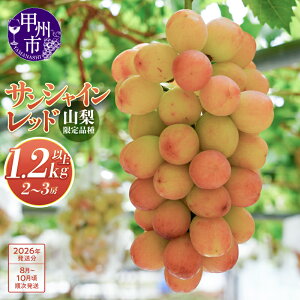 【ふるさと納税】 サンシャインレッド 2026年 先行予約 1.2kg以上 8月 9月 10月 発送 2〜3房 数量限定 山梨県限定 甲州市産 希少 新鮮 産地直送 果物 フルーツ ぶどう 葡萄 甘い 大きい 果実 くだ
