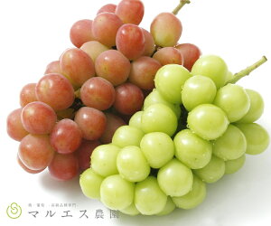 【ふるさと納税】 サンシャインレッド シャインマスカット 2026年 先行予約 1.2kg以上 8月 9月 10月 発送 各1房 山梨県限定 希少 新鮮 産地直送 フルーツ ぶどう 葡萄 くだもの 皮ごと 種なし ク