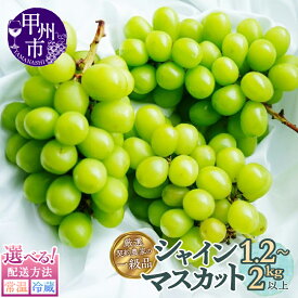 【ふるさと納税】 2026年 2027年 先行予約 秋 旬 1.2kg以上 2kg以上 2〜5房 シャインマスカット 8月 9月 10月 選べる 内容量 配送方法 常温 冷蔵 果物 くだもの フルーツ マスカット ぶどう 葡萄 ブドウ 新鮮 厳選 予約 贈答 家庭用 山梨 甲州市 社員マスカット （SFL）