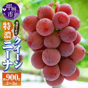 �y�ӂ邳�Ɣ[�Łz �N�C�[���j�[�i 2026�N ��s�\�� ��900g 2�`3�[ �ʕ� �t���[�c ���� �Ԃǂ� �① �������� �Ԍn �ԂԂǂ� 8�� 9�� ���� �햳�� �嗱 �u�h�E ���̂� ���� ���Z �l�C �̂ꂽ�� ����