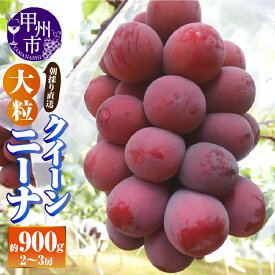 【ふるさと納税】 クイーンニーナ 約900g 2房～3房 果物 フルーツ 葡萄 ぶどう くだもの 赤系 赤ぶどう 種無し 朝採り 直送 大粒 人気 採れたて 2025年発送 期間限定 数量限定 8月 9月 発送 贈答 ギフト 家庭用 山梨県 甲州市 (AF) 【B18-412】