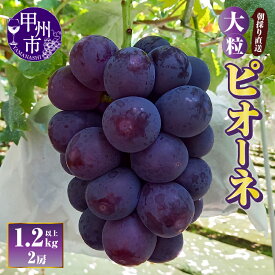 【ふるさと納税】 ぶどう ピオーネ 1.2kg以上 3Lサイズ 2房 果物 葡萄 ブドウ フルーツ 種無し 朝採り 直送 大粒 2025年発送 期間限定 数量限定 9月 発送 贈答 ギフト 家庭用 甲州市 山梨 （AF） 【B-451】