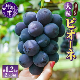 【ふるさと納税】 ピオーネ 種無し 2026年 約1.2kg 2〜3房 果物 果実 黒ぶどう 葡萄 ブドウ フルーツ 朝採り 産地直送 大粒 9月 発送 贈答 ギフト 家庭用 山梨県 甲州市 （AF） 【B-451】