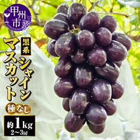 【ふるさと納税】 シャインマスカット 約1kg 2房～3房 果物 フルーツ ぶどう 葡萄 黒系 マスカットノワール 富士の輝き 種無し 朝採れ 産地直送 2025年発送 希少 最新 品種 期間限定 数量限定 好評 大人気 贈答 ギフト 山梨県 甲州市 （AF） 【B18-413】