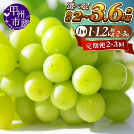 【ふるさと納税】 定期便 2026年 先行予約 シャインマスカット 選べる 回数 2回 3回 約1kg〜1.2kg 2房〜3房 果物 フルーツ 葡萄 ぶどう マスカット シャイン 人気 産地直送 新鮮 旬 8月 9月 10月 発送 期間限定 贈答 ギフト 家庭用 山梨県 甲州市 社員マスカット （KSF）