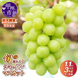 【ふるさと納税】 シャインマスカット 楽天限定 先行予約 選べる 1.1kg～3kg以上 2～6房 フルーツ 果物 山梨県 甲州市 旬 採れたて 期間限定 2025年発送 ぶどう 新鮮 くだもの 種無し 山梨 8～10月 ギフト 贈答 プレゼント 大粒 名産地 名芳醇 まずはお試し 10000 （HO）