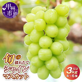 【ふるさと納税】 楽天限定 2026年 先行予約 1.1kg 1.3kg 1.5kg 2kg 3kg シャインマスカット 2〜6房 フルーツ 果物 大粒 ぶどう くだもの 葡萄 採れたて 期間限定 新鮮 人気 おすすめ 高評価 ギフト 贈答 山梨 甲州市 社員マスカット （HO）