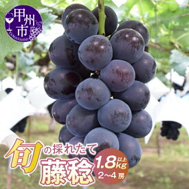 【ふるさと納税】 藤稔 ぶどう 2026年 先行予約 1.8kg以上 2房〜4房 冷蔵 種なし 大玉 黒系 葡萄 ブドウ 8月 9月 発送 産地直送 クール便 ぶどうの王様 果物 甘い 大きい フルーツ くだもの 果汁たっぷり 旬 採れたて 人気 贈答 家庭用 山梨県 甲州市 （HO）【B12-147】