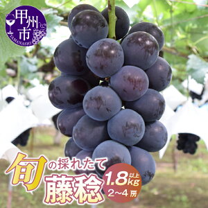 �y�ӂ邳�Ɣ[�Łz ���� �Ԃǂ� 2026�N ��s�\�� 1.8kg�ȏ� 2�[�`4�[ �① ��Ȃ� ��� ���n ���� �u�h�E 8�� 9�� ���� �Y�n���� �N�[���� �Ԃǂ��̉��l �ʕ� �Â� �傫�� �t���[�c �������� �ʏ`��