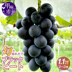 【ふるさと納税】 ぶどう ブラックビート 2026年 先行予約 選べる 発送年 希少品種 レア 1.1kg以上 2〜3房 黒ぶどう フルーツ 果物 黒系 ブドウ 甘い 大きい 果実 くだもの 数量限定 期間限定 葡萄 産地直送 人気 山梨県 甲州市 8月 9月 発送 （HO） 【B12-146】
