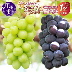 【ふるさと納税】 お試しセット 4種 選べる組み合わせ 1kg以上 各1房 シャインマスカット 黒ぶどう 藤稔 巨峰 ブラックビート BKシードレス 旬 果物 フルーツ 葡萄 種無し 期間限定 8月 9月 発送 冷蔵 クール ギフト 贈答 お試し 山梨県 甲州市 2026年 先行予約 （HO）