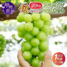 【ふるさと納税】 訳あり シャインマスカット 2026年発送 1kg以上 2～3房 8月 9月 10月 発送 マスカット ぶどう 葡萄 ブドウ フルーツ 果物 くだもの 家庭用 不揃い 規格外 傷 山梨県 甲州市 社員マスカット （HO） 【A05-1410】