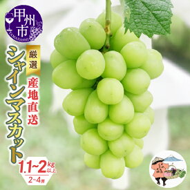 【ふるさと納税】 シャインマスカット 2026年 先行予約 選べる 内容量 発送年 1.1kg～2kg以上 2～4房 果物 2025年 産地直送 期間限定 8月 9月 10月 発送 フルーツ 葡萄 ぶどう 甘い 大きい 果実 くだもの 人気 マスカット 厳選 山梨県 甲州市 社員マスカット （KKH）