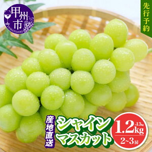 yӂ邳Ɣ[Łz r[Ly[{ VC}XJbg 2026N s\ 1[`3[ Iׂ e 500g`1.2kgȏ  VN I ʕ t[c Ԃǂ  uhE ӂ邳Ɣ[ 