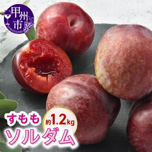 yӂ邳Ɣ[Łz  \_ 1.2kg ʕ t[c X RY n Â  X 퉷  Ԍ ʌ bBa ƒp 2026N R bBs iKSBj yB11-132
