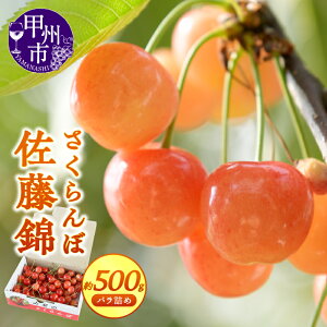 yӂ邳Ɣ[Łz   2026N 500g ϔ ol 5 6  t[c ʕ bBsY N[ ① S S VN ht[c_ Mtg ƒp R bBs iSFj yB