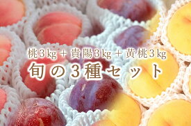 【ふるさと納税】 フルーツ定期便 3回 すもも 桃 黄金桃 大玉 貴陽 プラム セット 果物 産地直送 2024年発送 数量限定 期間限定 自然農法 山梨 甲州市産 贈答 ギフト 家庭用 7月 8月 発送 白鳳系 白桃系 （BNC） 【I6-101】