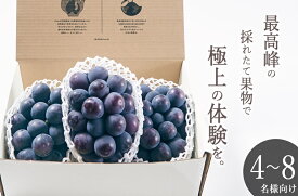 【ふるさと納税】 ぶどう ピオーネ 3房入り 約1.6kg 果物 フルーツ 葡萄 黒ぶどう ブドウ 2025年発送 甲州市産 大粒 種無し 果実 産地直送 数量限定 期間限定 8月 9月 発送 贈答 ギフト 家庭用 自然農法 山梨 （BNC） 【E-120】