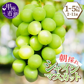 【ふるさと納税】 シャインマスカット 選べる内容量 1kg以上～5kg以上 2房～11房 果物 葡萄 ぶどう マスカット 種なし 数量限定 期間限定 【2025年発送】 8月 9月 10月 発送 朝採り 人気 フルーツ 果実 産地直送 新鮮 山梨県 甲州市 山梨（LMS）