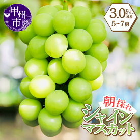 【ふるさと納税】レビューキャンペーン実施中 シャインマスカット 選べる内容量 1kg以上～5kg以上 2房～11房 果物 葡萄 ぶどう マスカット 種なし 数量限定 期間限定 【2025年発送】 8月 9月 10月 発送 朝採り 人気 フルーツ 果実 産地直送 新鮮 山梨県 甲州市 山梨（LMS）