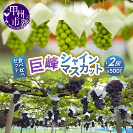 【ふるさと納税】 巨峰 シャインマスカット 食べ比べ セット 500g×2 約1kg 甲州市産 産地直送 フルーツ 2024年発送 葡萄 甘い 大きい 果実 くだもの 人気 山梨県 贈答 ギフト 家庭用 期間限定 数量限定 8月 9月 発送 社員マスカット （RC） 【B-438】